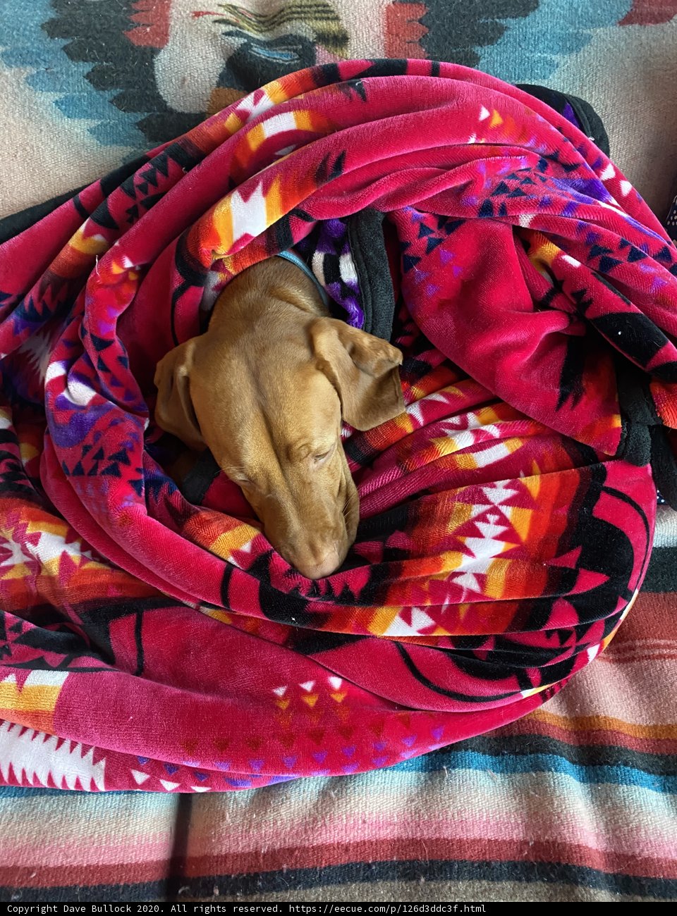 Snug as a Hound in a Quilt