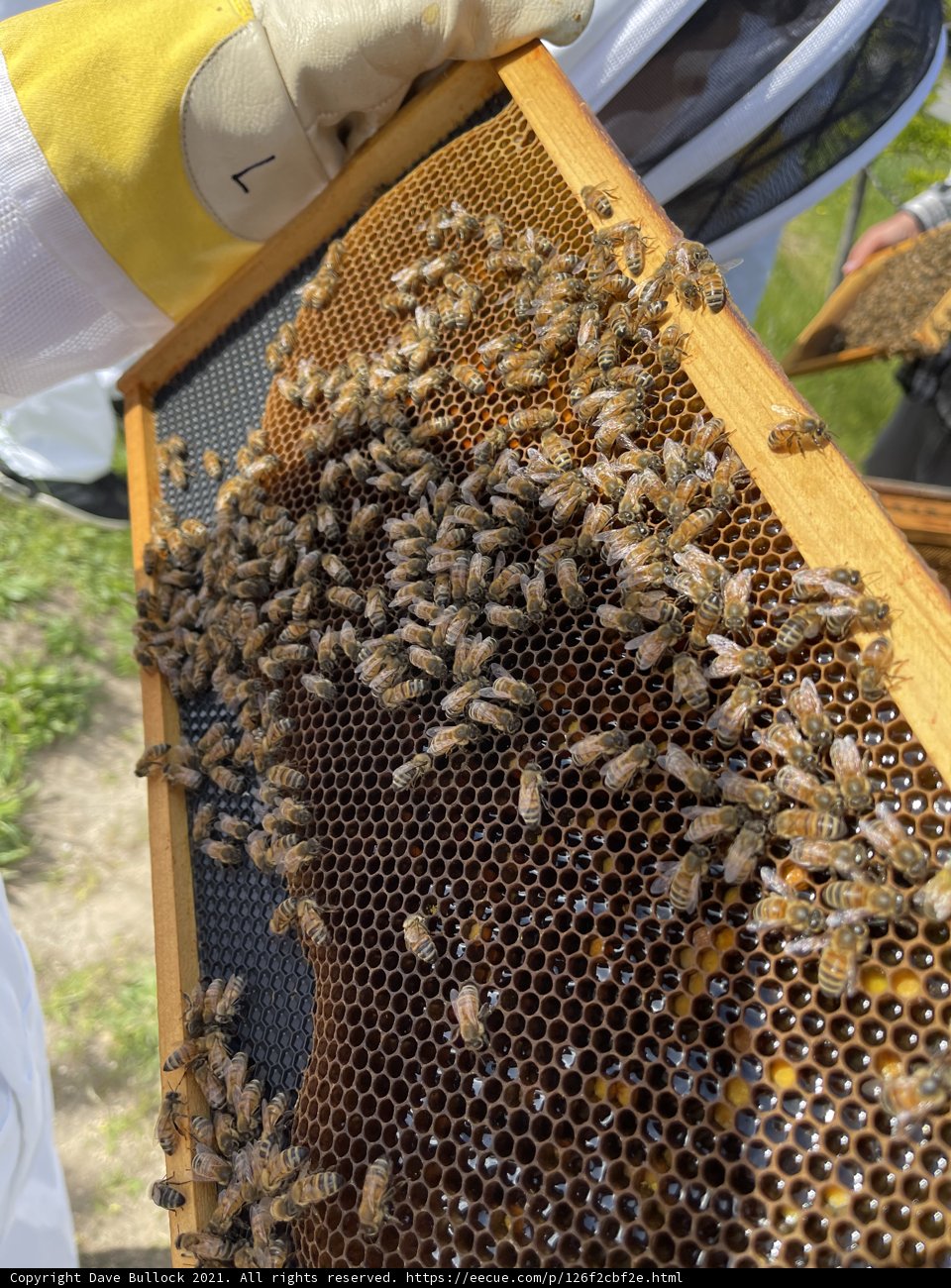 The Busy Beekeeper