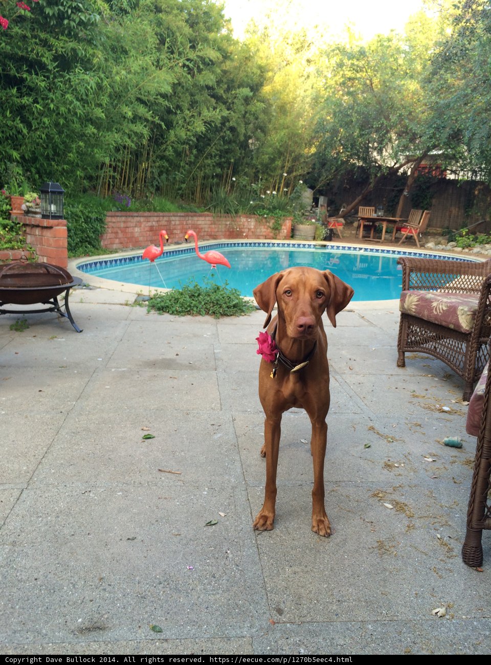 Canine Paradise