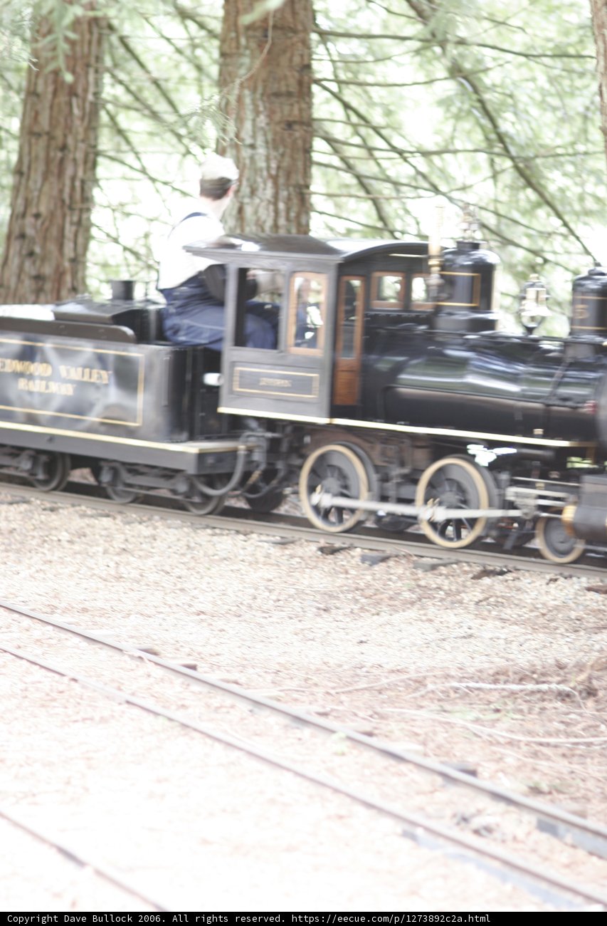 Choo Choo Through the Woods