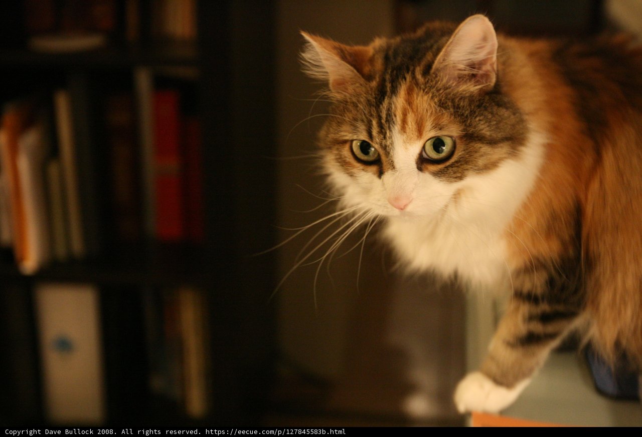 Purrched on the Shelf