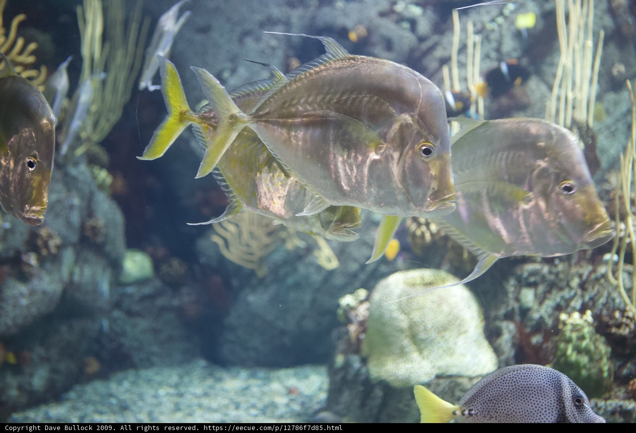Aquatic Life in the Penelope Aquarium