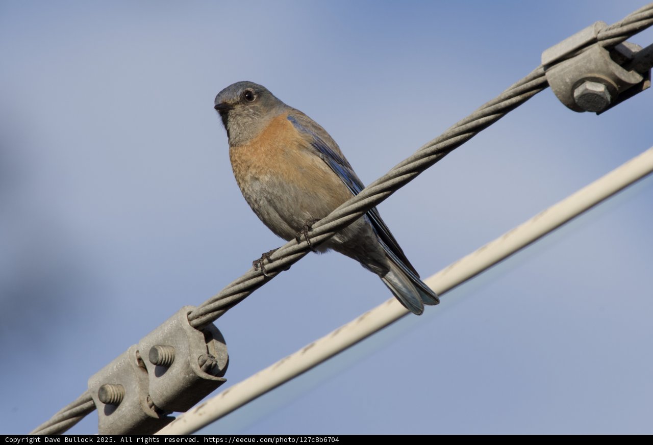 Wired Bluebird Perch