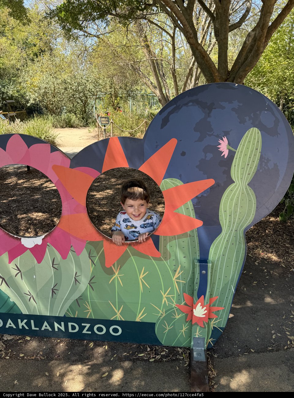 Peek-a-Boo in the Jungle