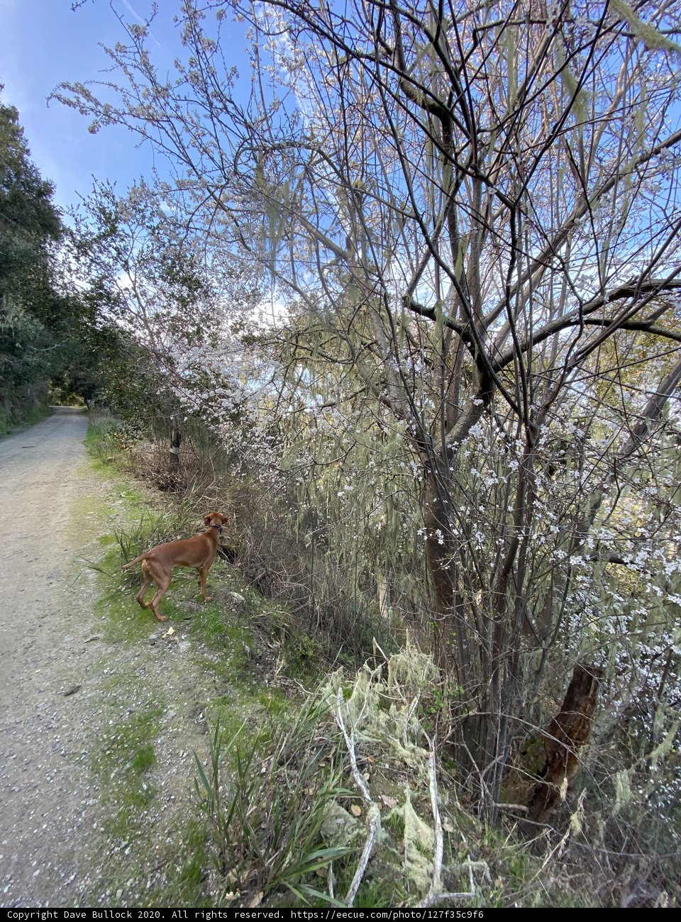 Wanderlust Dog in Carmel Valley