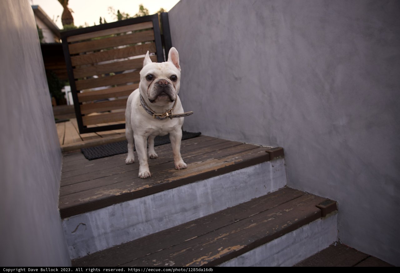 The Staircase Sentinel: Our Bulldog's LA Adventure