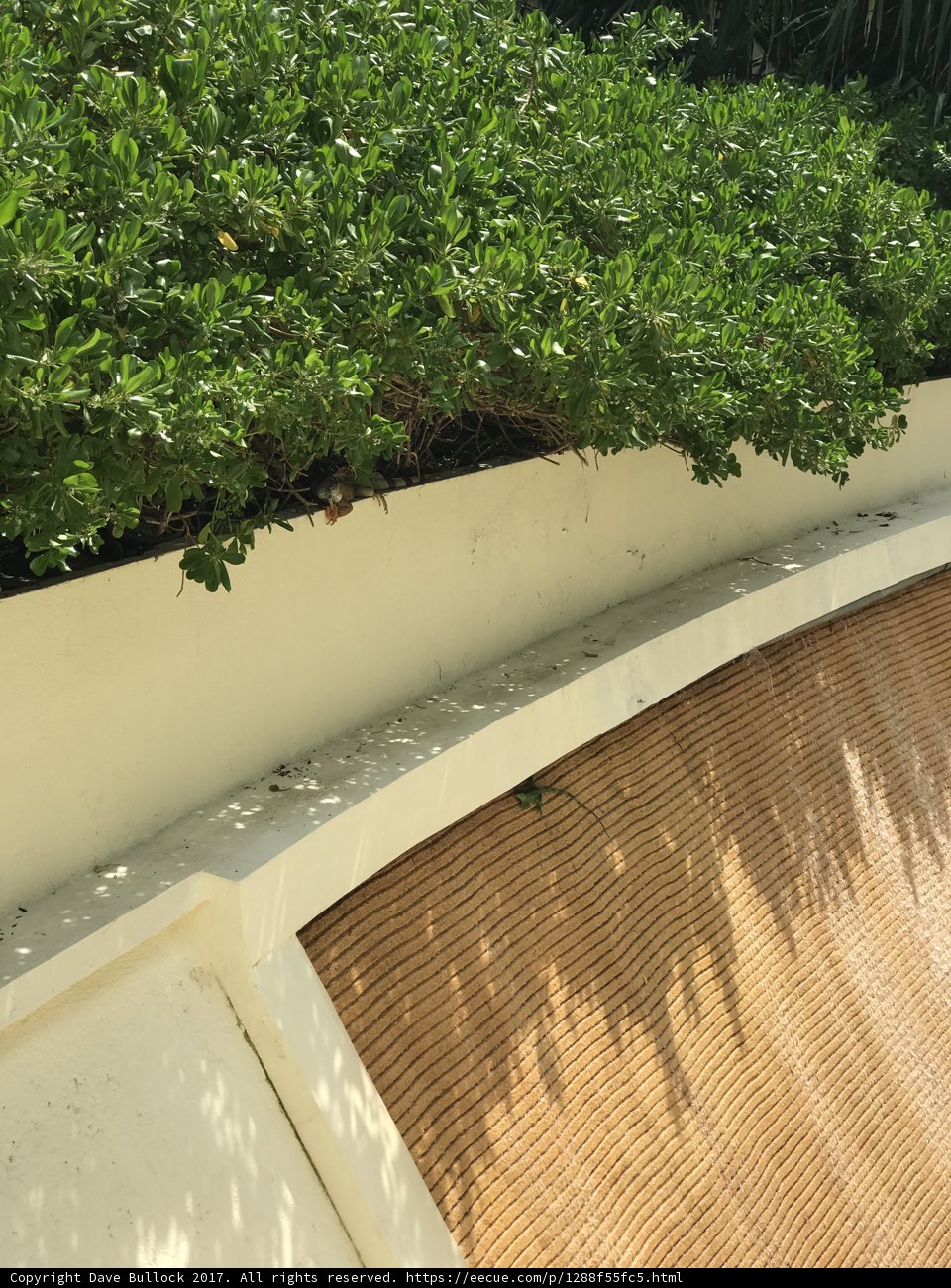 A Moment Among Plants