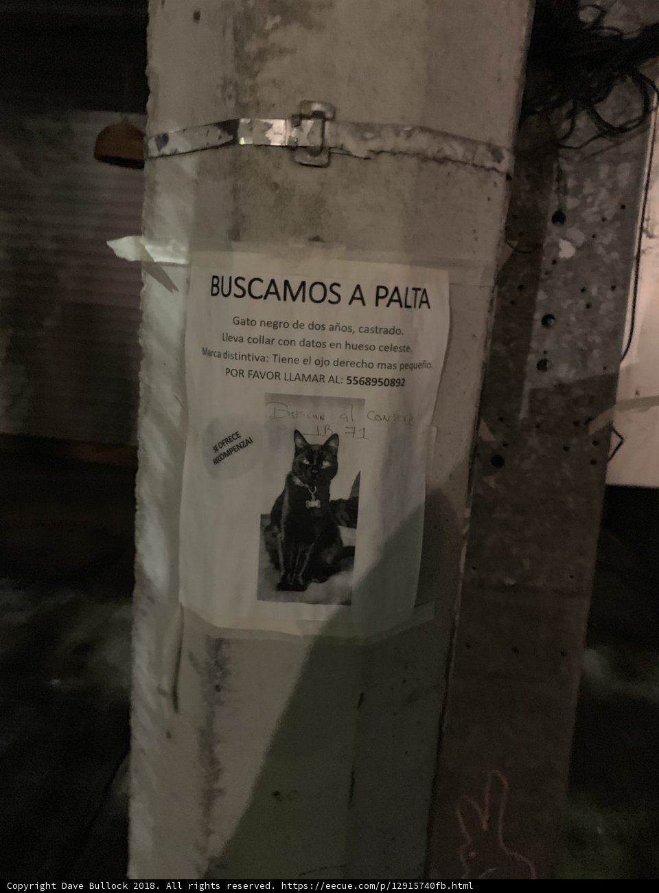 Searching for a Lost Pet