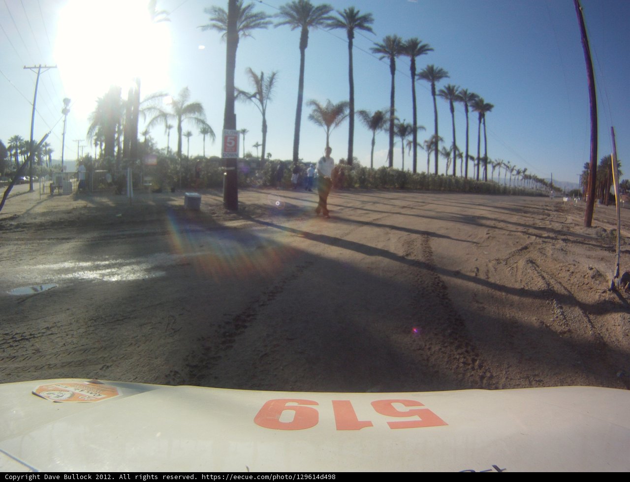 Palm Trees and Summer Sunlight