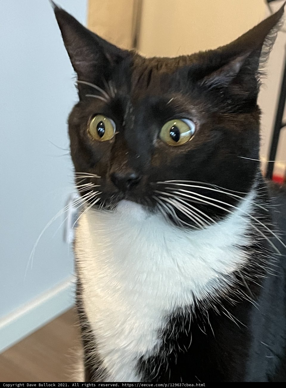 Graceful Feline