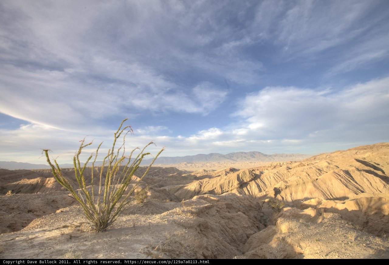 Desert Plant's Determination
