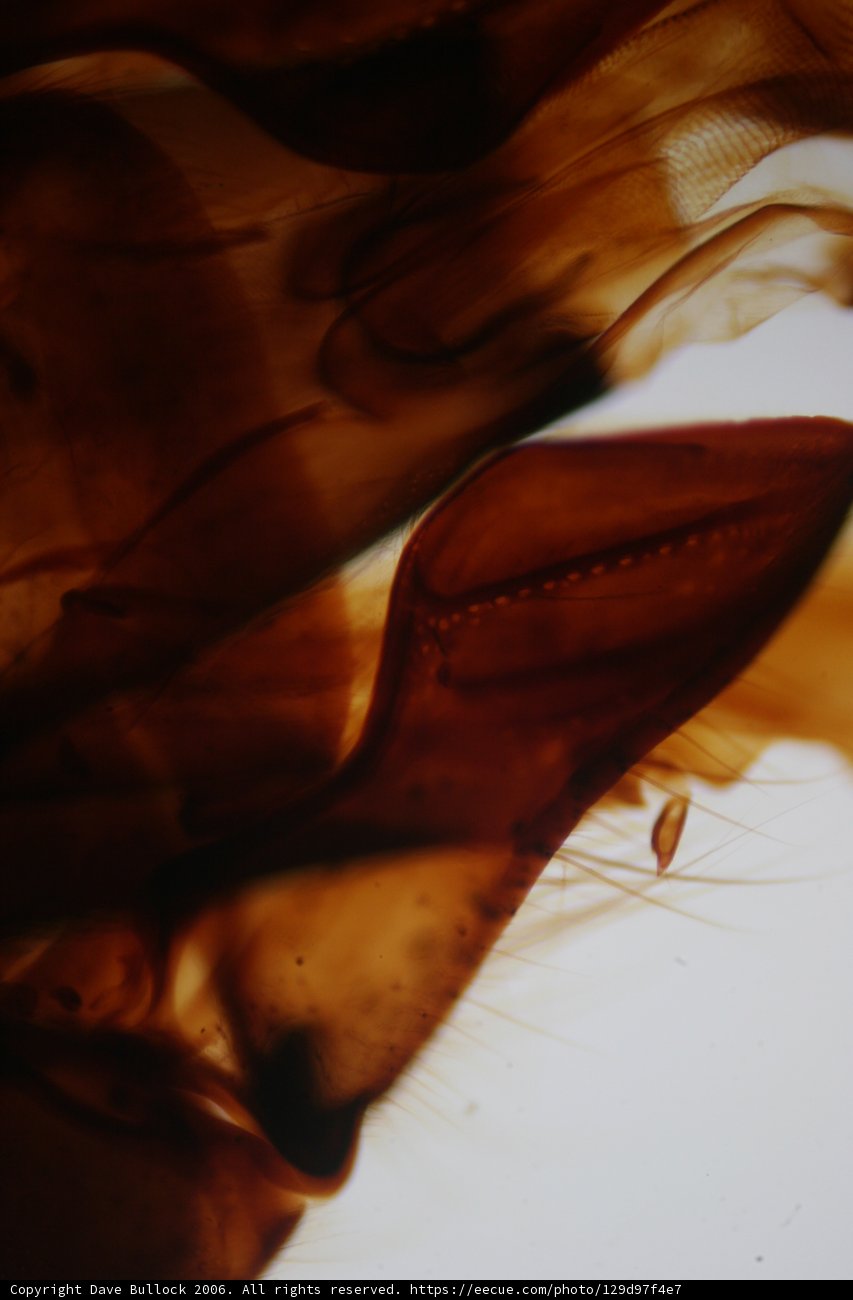 Close Up of a Mysterious Object