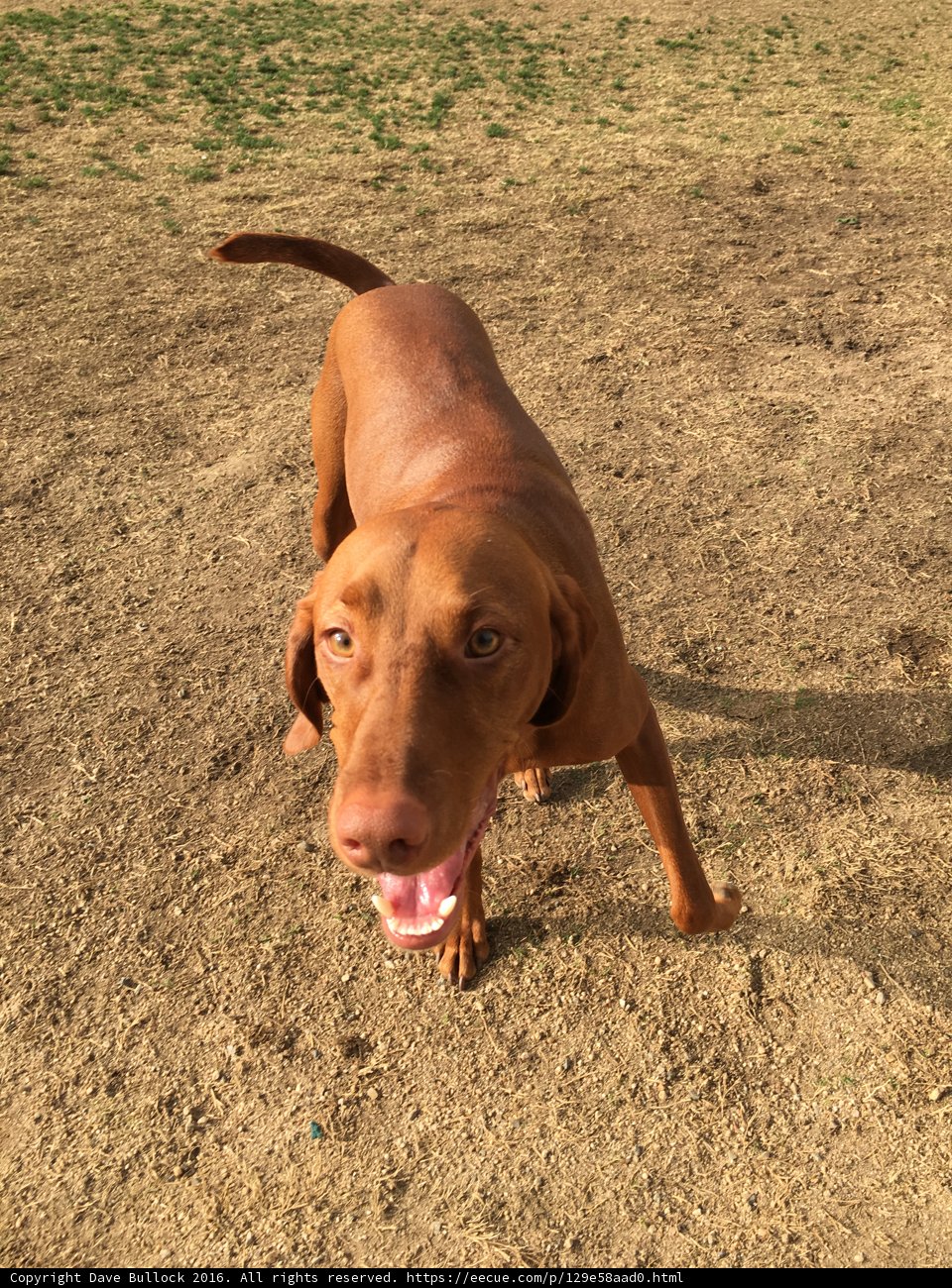 Brown Hound on a Dirt Field