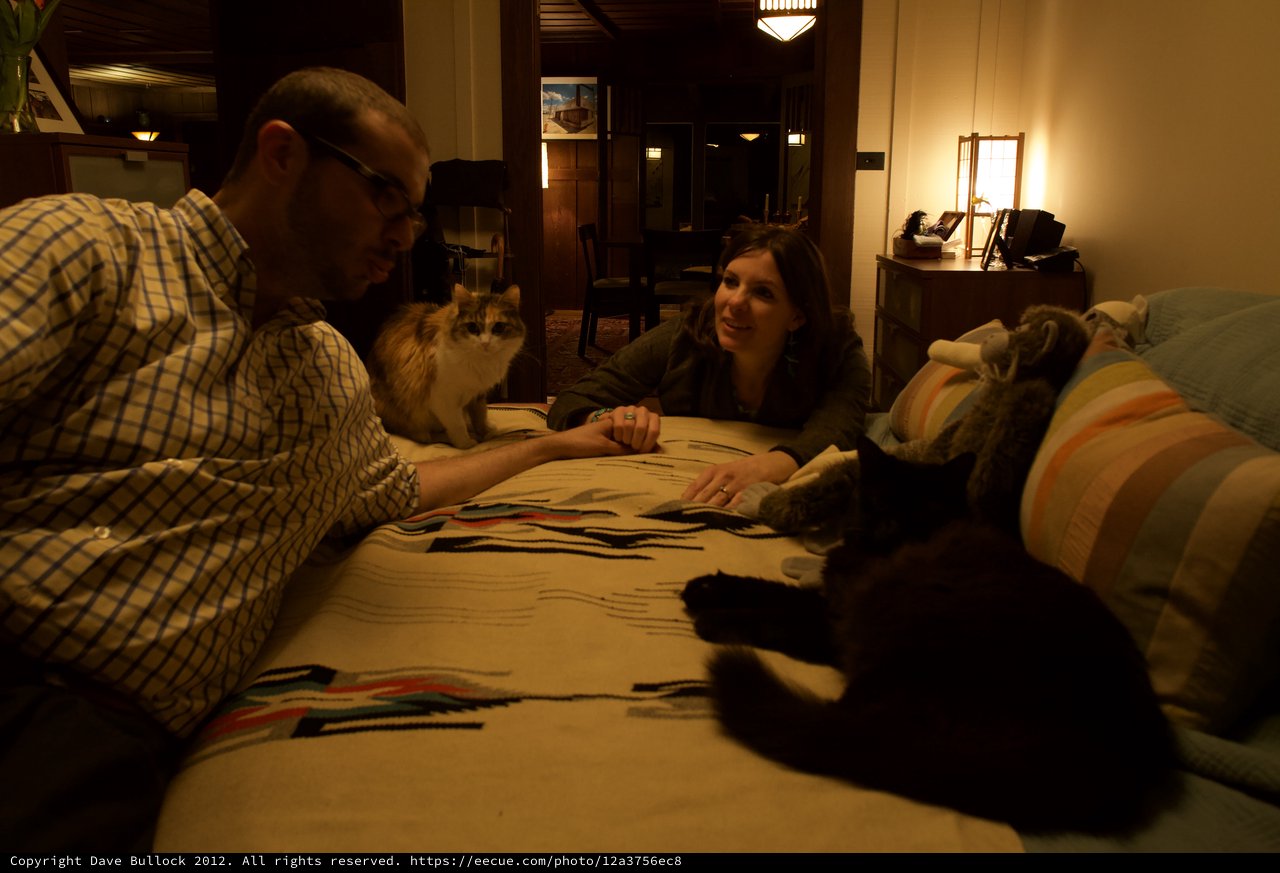 Cozy Evening with Cats on the Bed