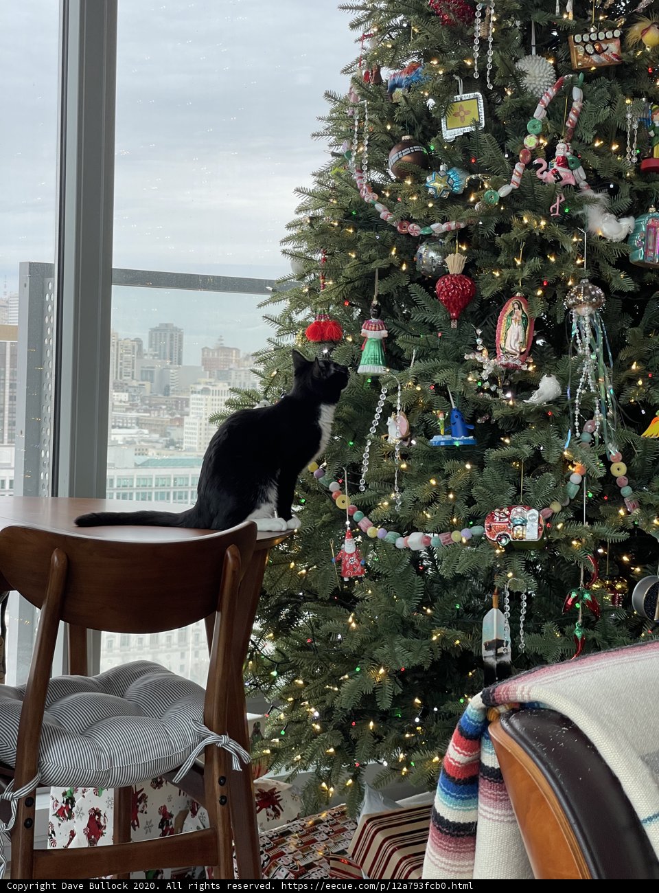 Feline Festivities