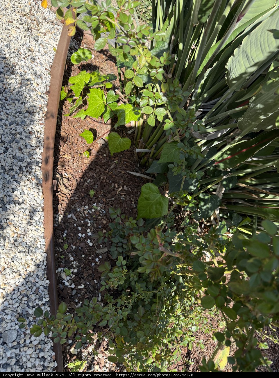 Verdant Serenity