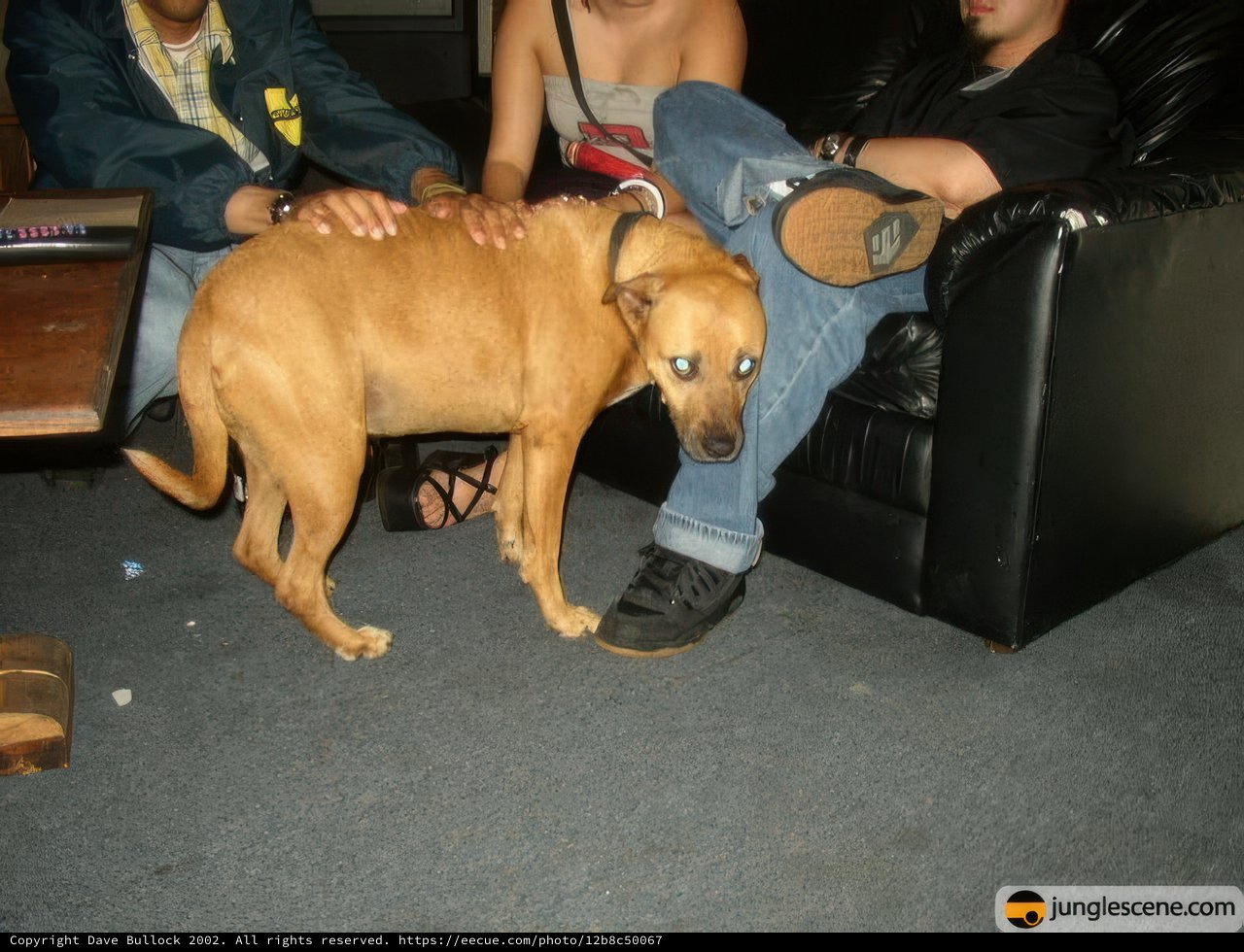 The Lap Dog Trio