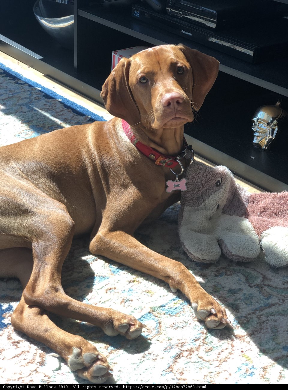 Canine Comfort