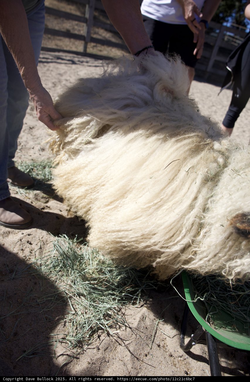 Embracing the Woolly Wonders
