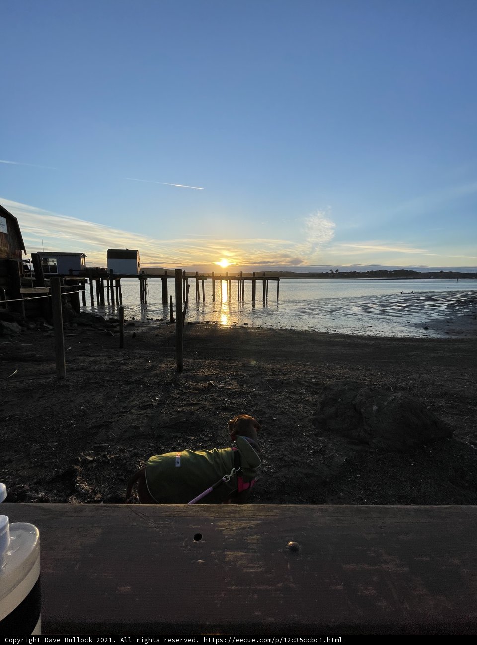 Sunset Serenity with a Furry Companion