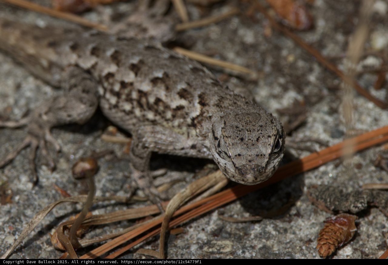Master of Camouflage: The Gecko of Palo Corona