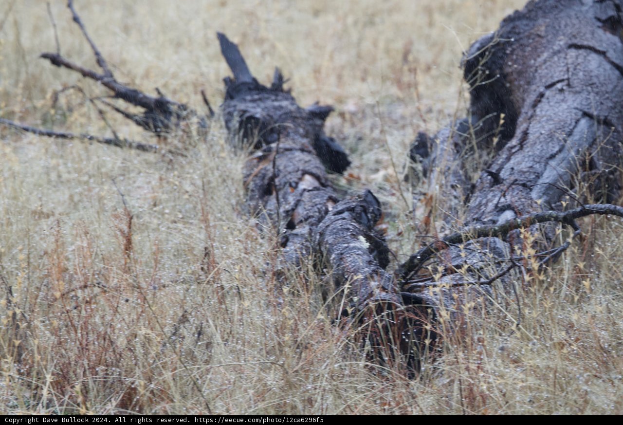 Resting Giant in the Grassland