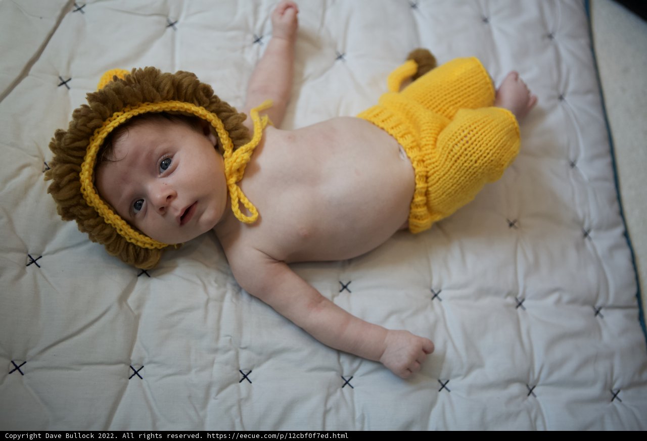The Little Lion King