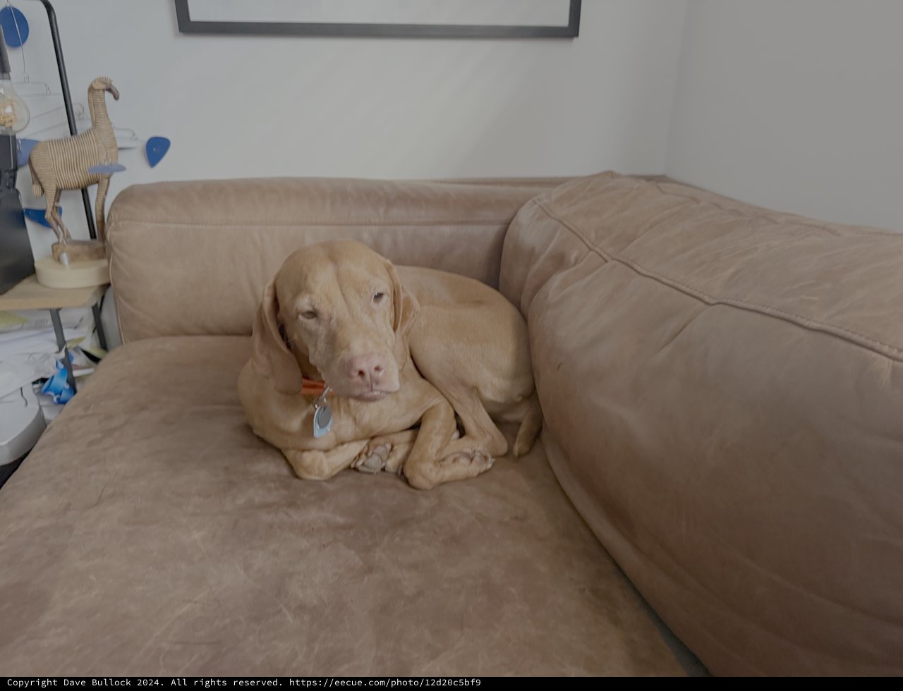Golden Dog Relaxing on Beige Sofa