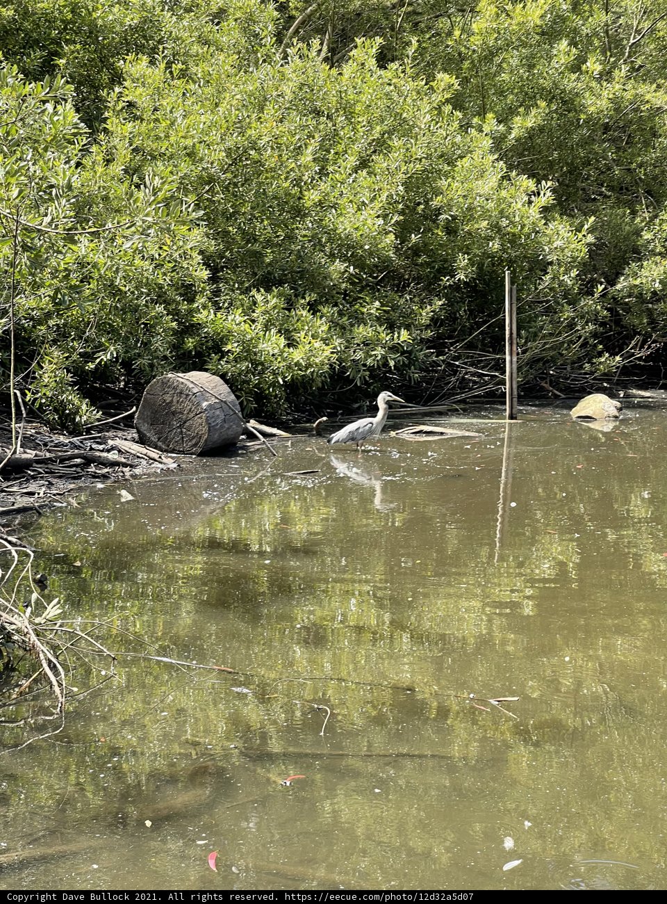 Turtle by the River