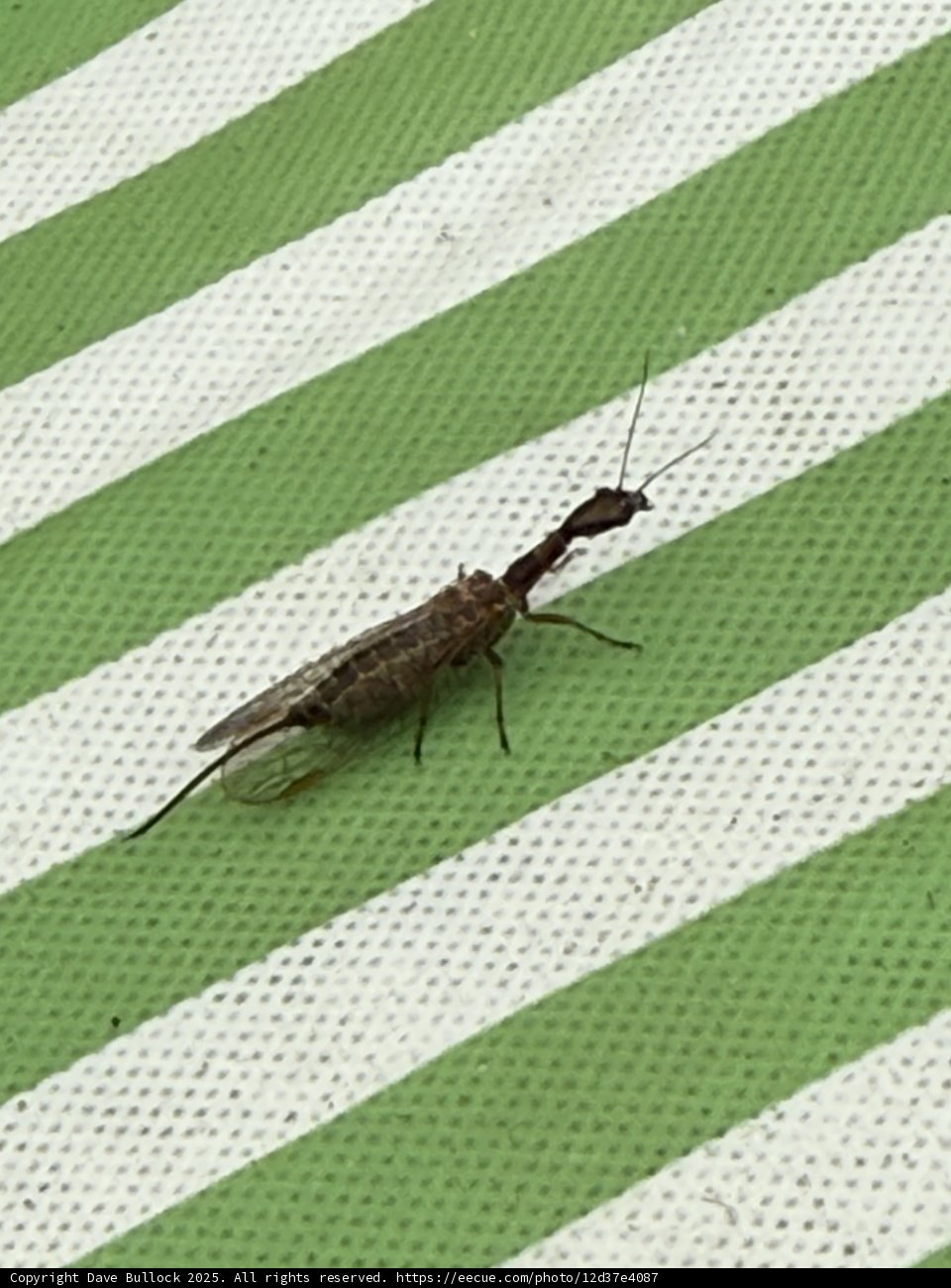 Tiny Explorer on a Striped World