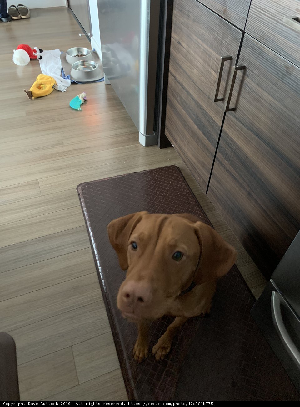 Kitchen Canine