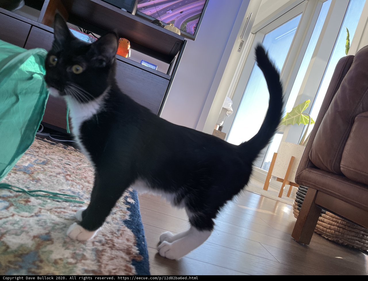 Feline Flooring