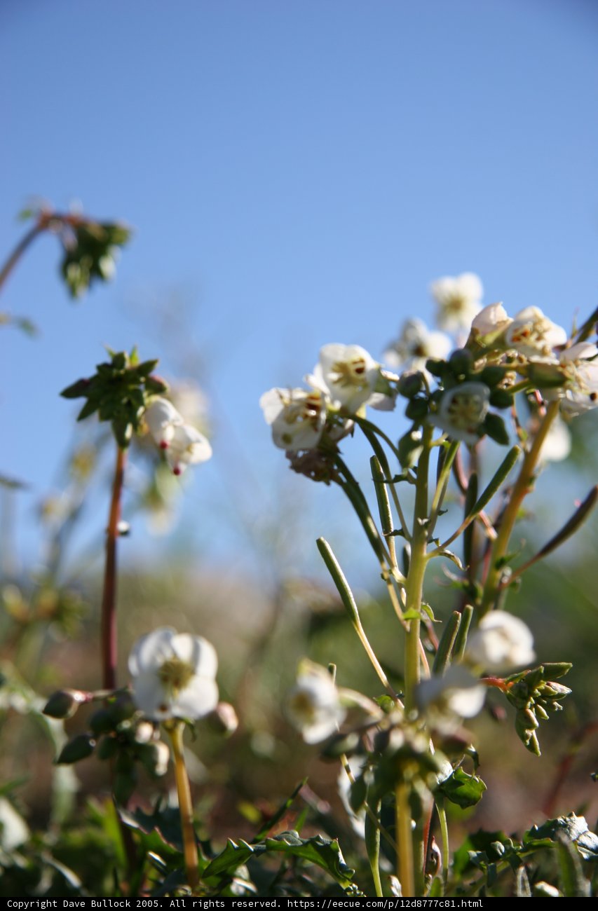 Blossoming Geraniums in a Field