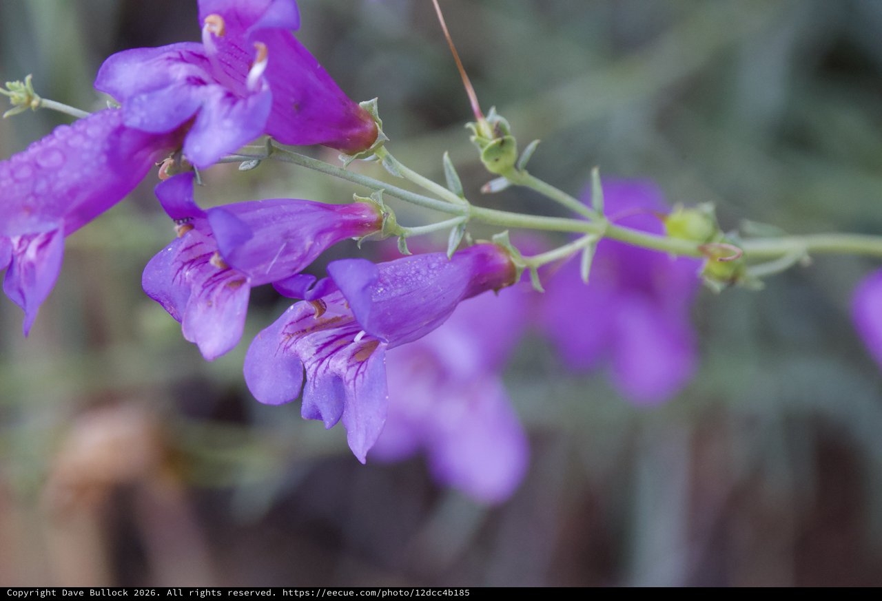 Purple Penstemon Blooms in Morning Dew