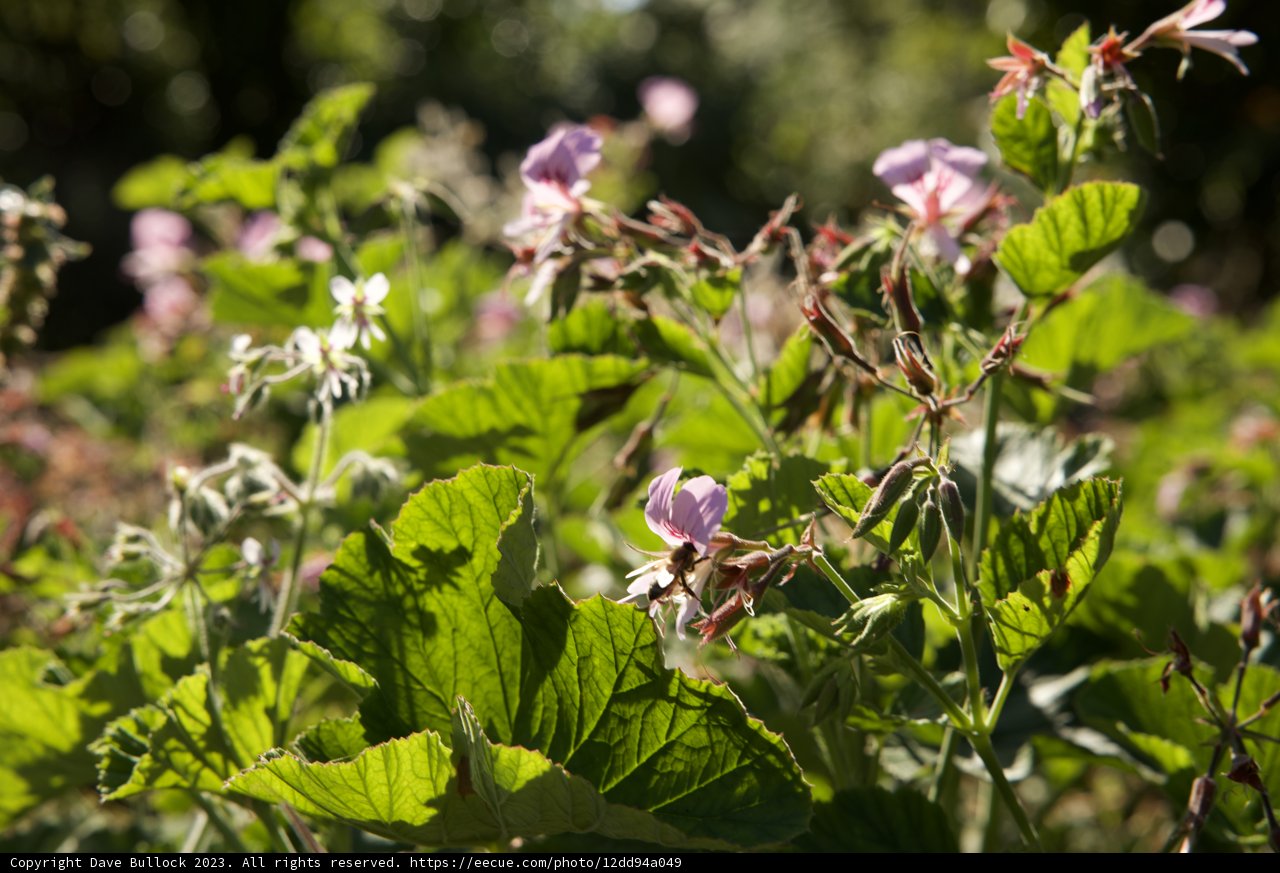 Blossoming Splendor at San Francisco Botanical Garden