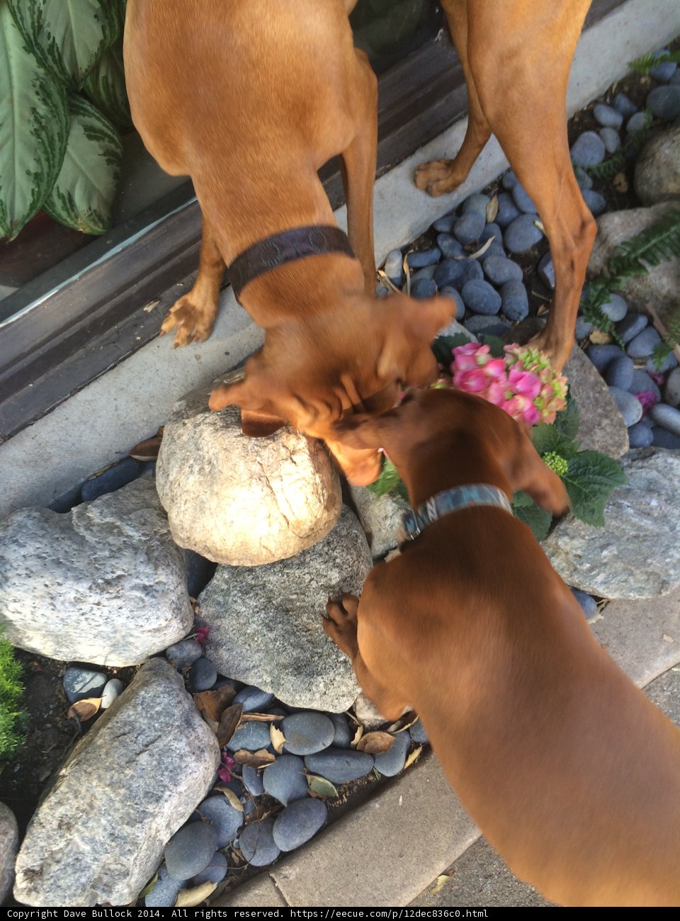 Two Dogs Greet Each Other on a Stone Ledge