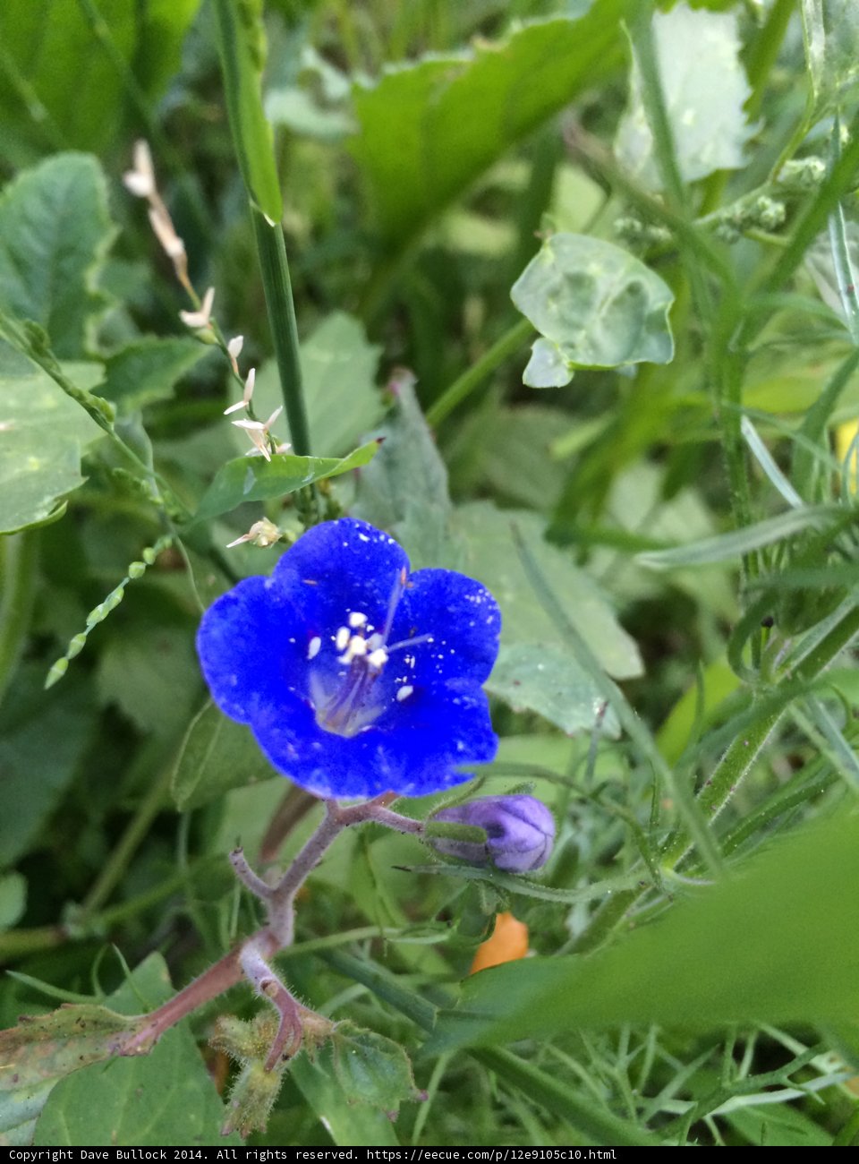 Blue Beauty Amidst the Greenery