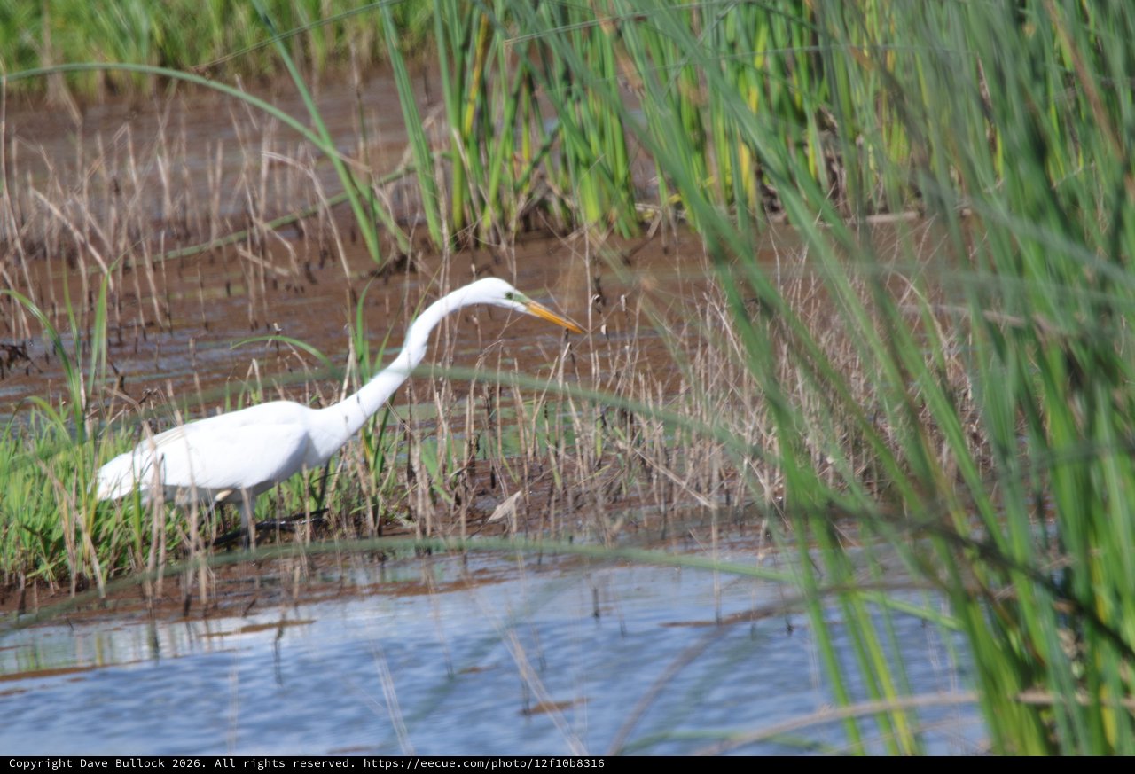 Great Egret Hunting in Wetland Marsh