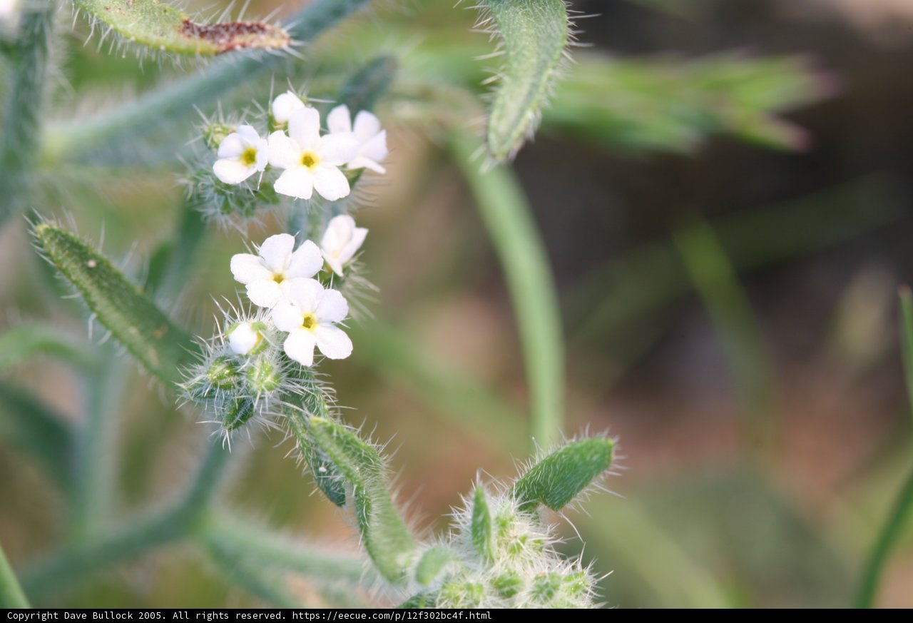 Graceful Geranium