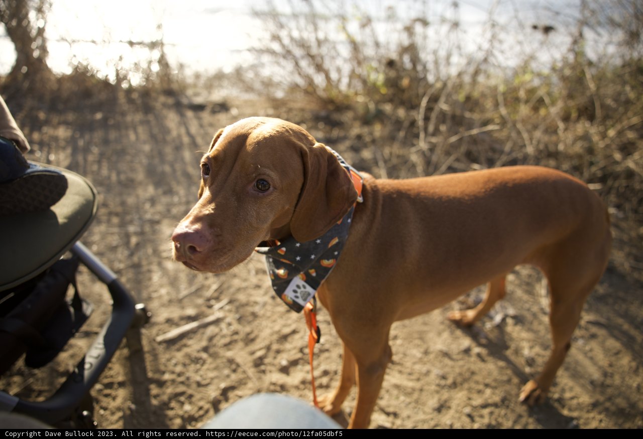 A Pumpkin Patch Afternoon: Dog Man's Best Friend