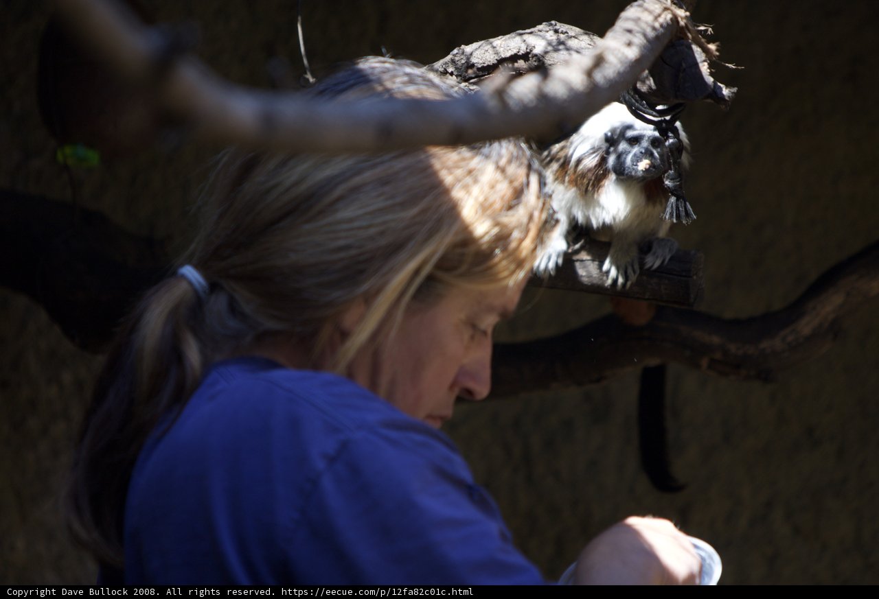 Woman Observing Vulture in a Tree