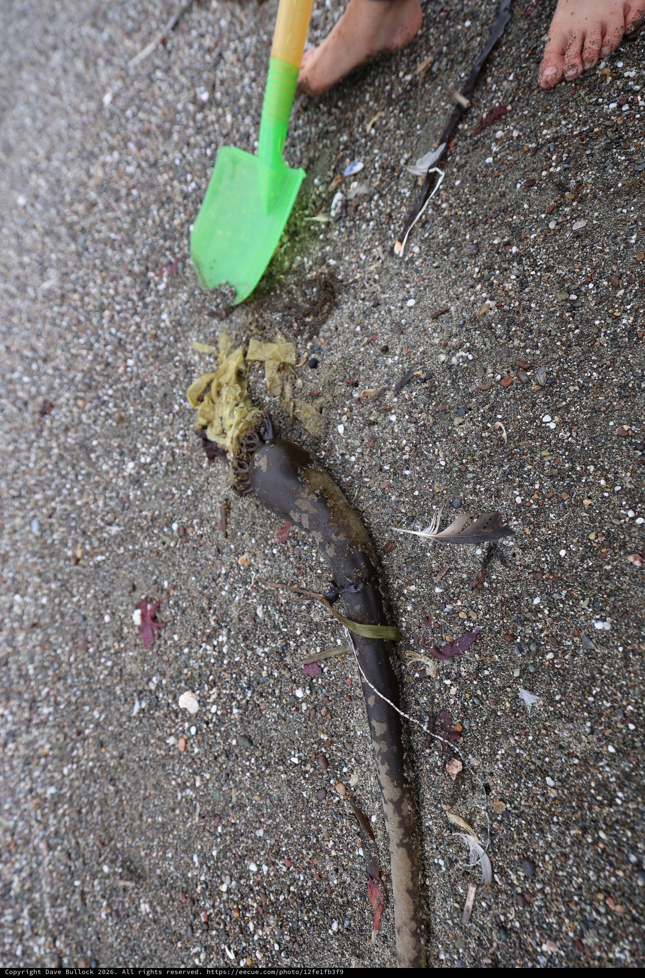 Child Explores Beached Kelp with Toy Shovel