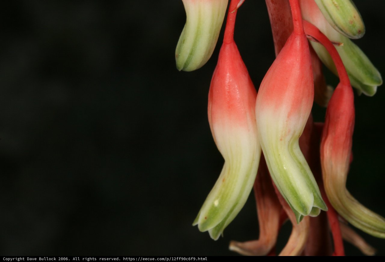 Vibrant Lily Flower Close-up