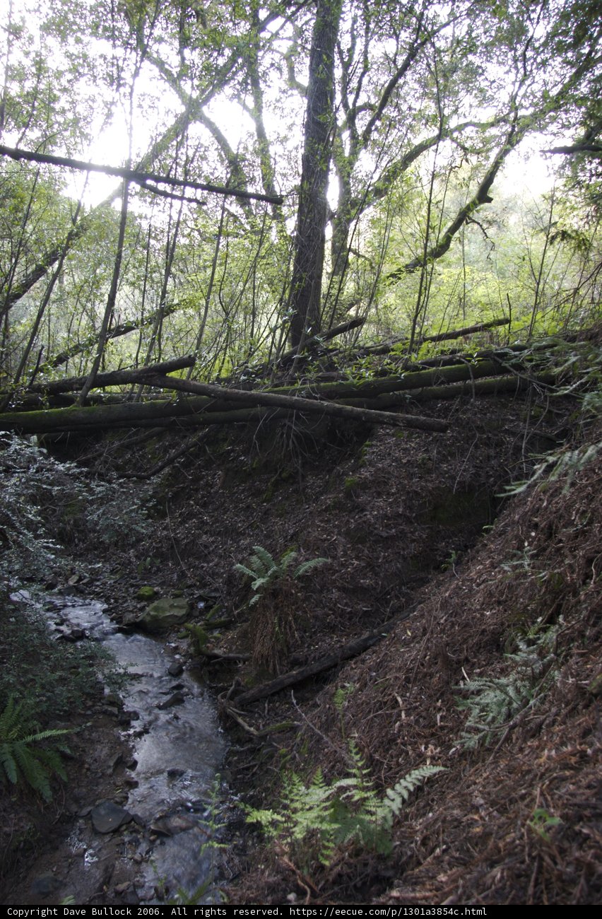 Serenity in the Woods