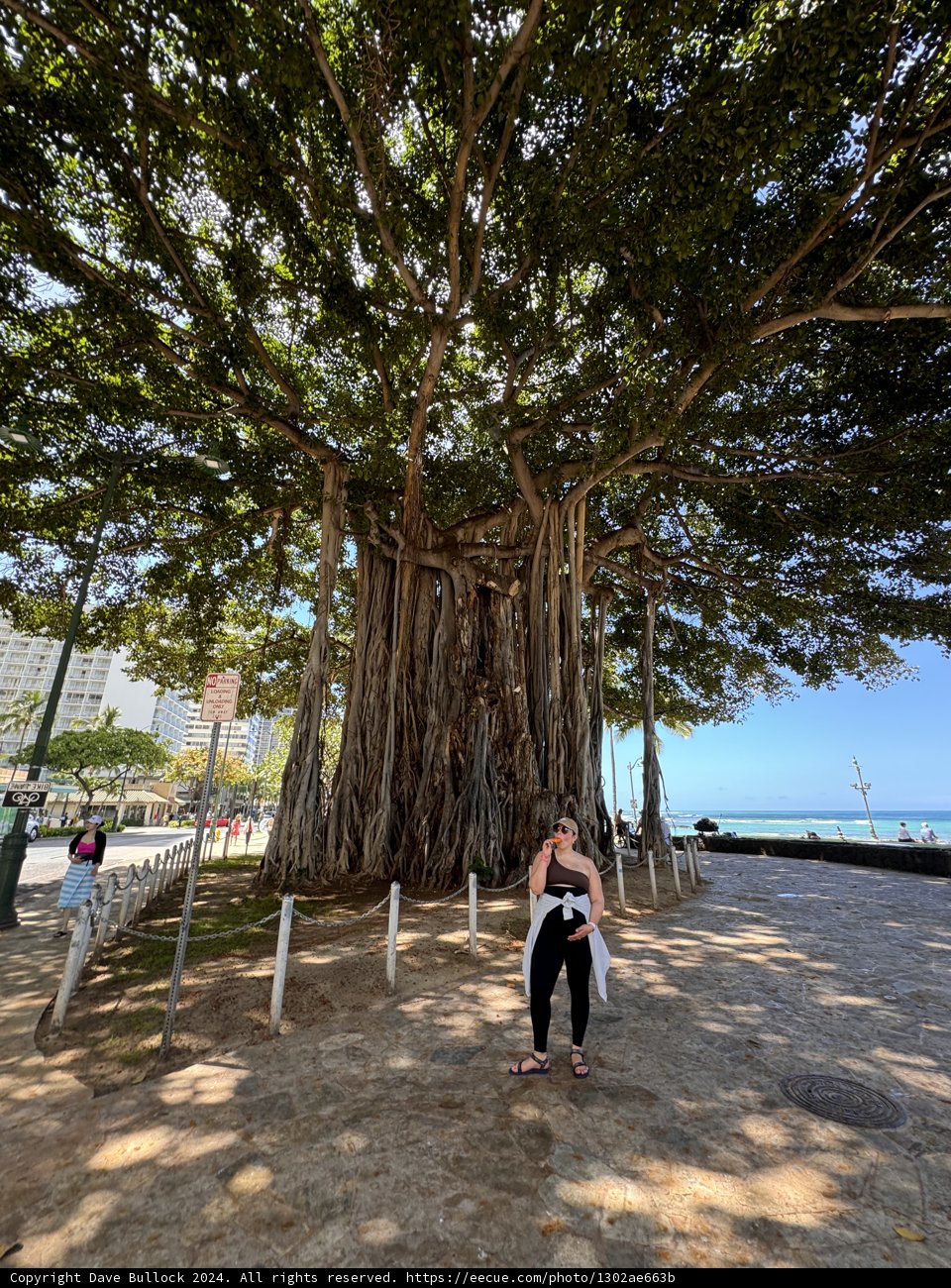 Beneath the Banyan: A Moment of Shade in Kuhio Beach Park