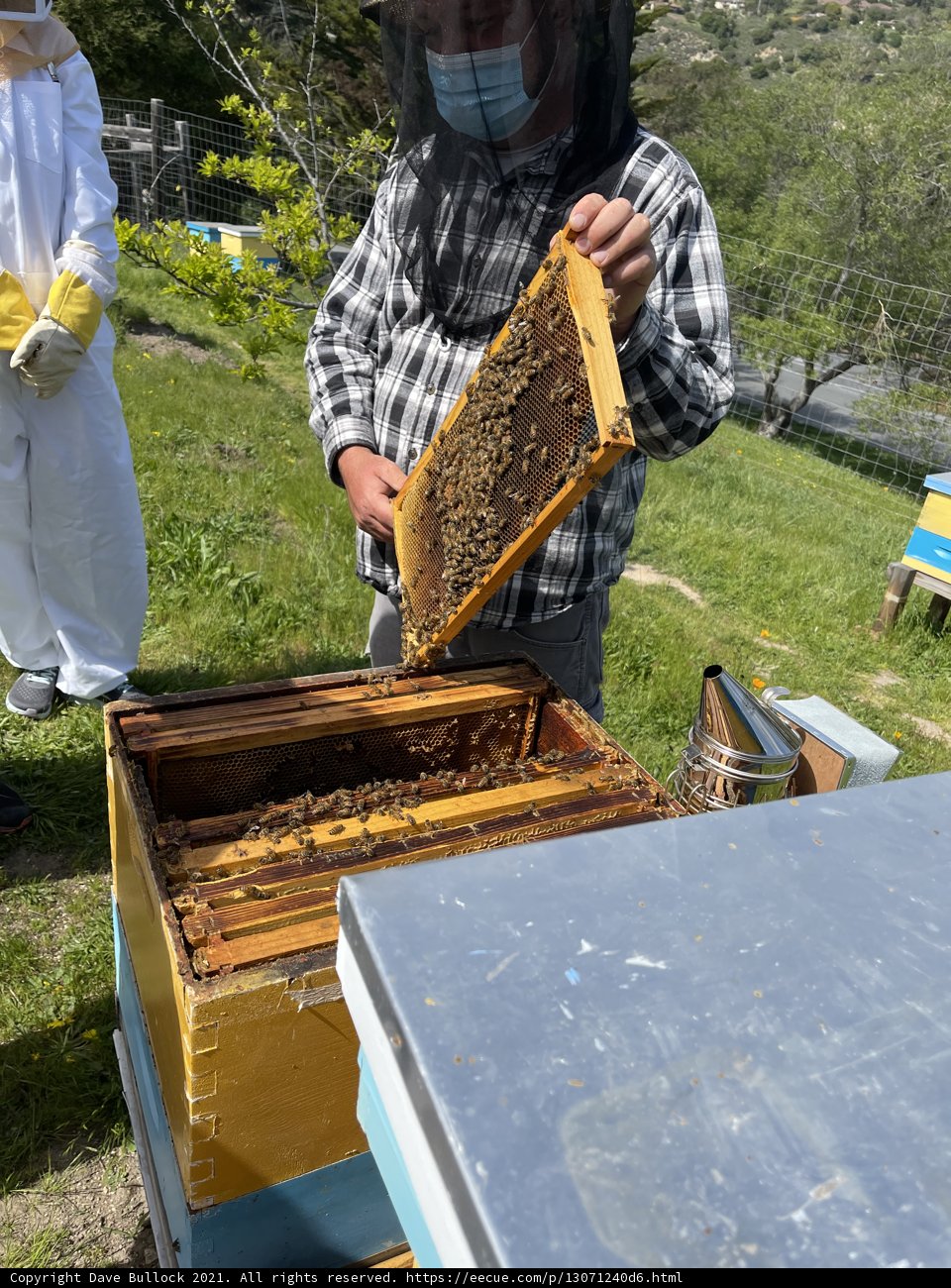 Beekeeping in Carmel