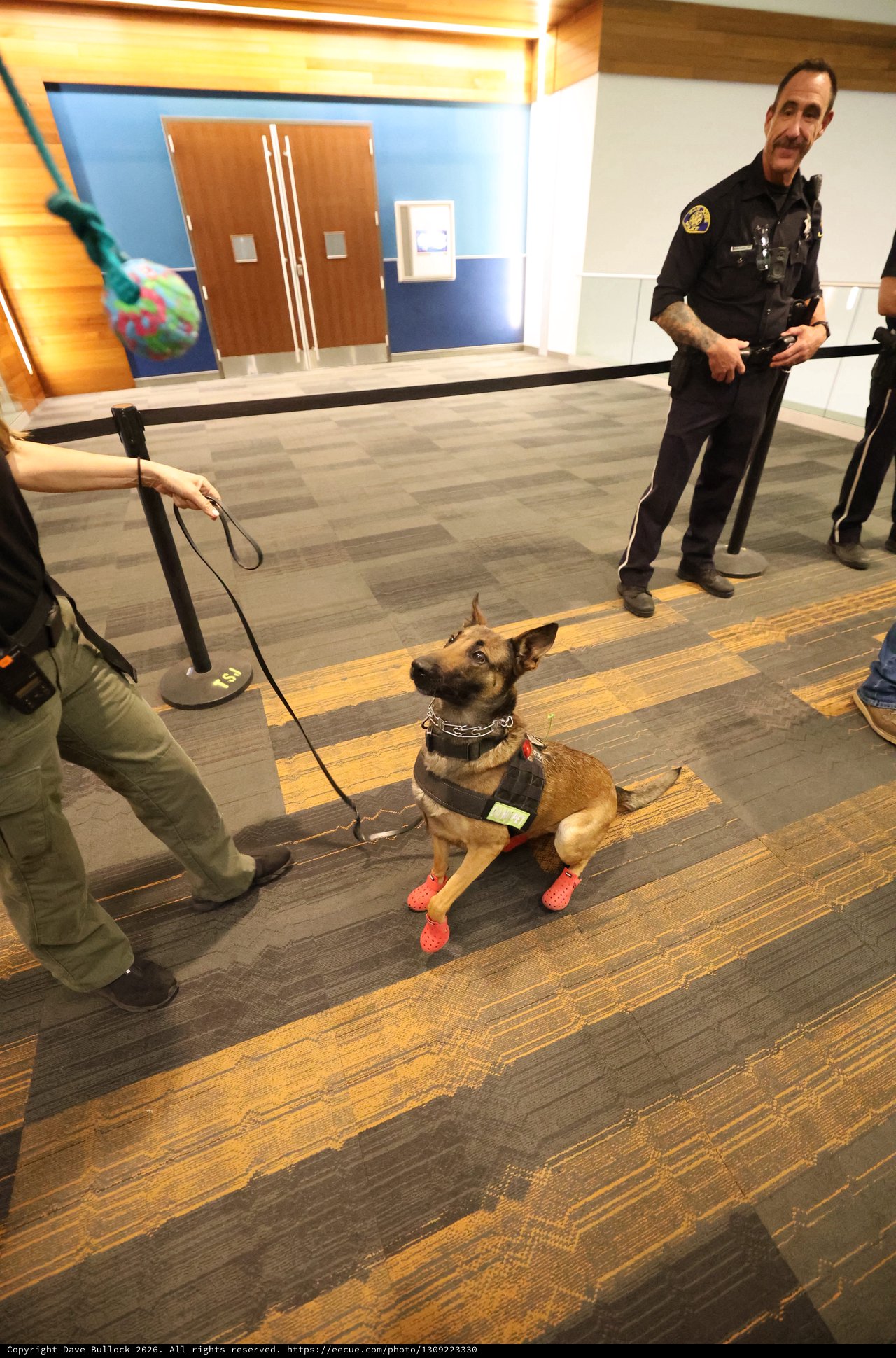 TSA K9 Unit Belgian Malinois in Red Booties
