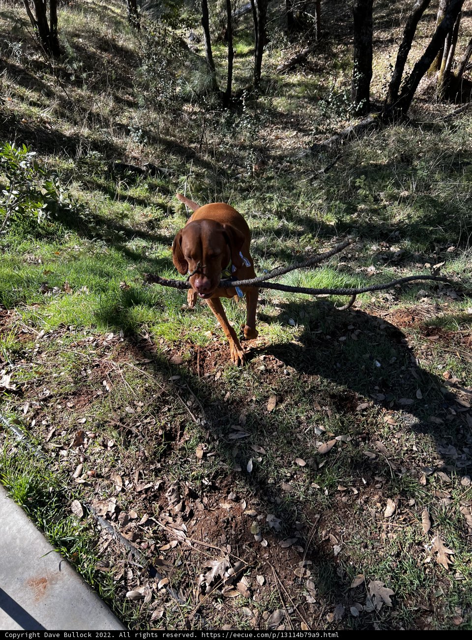 Canine in the Countryside