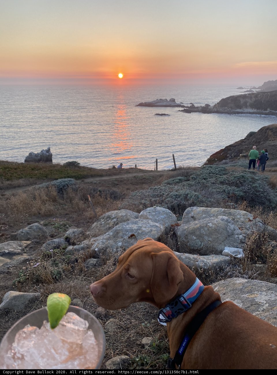Canine Coastal Cool
