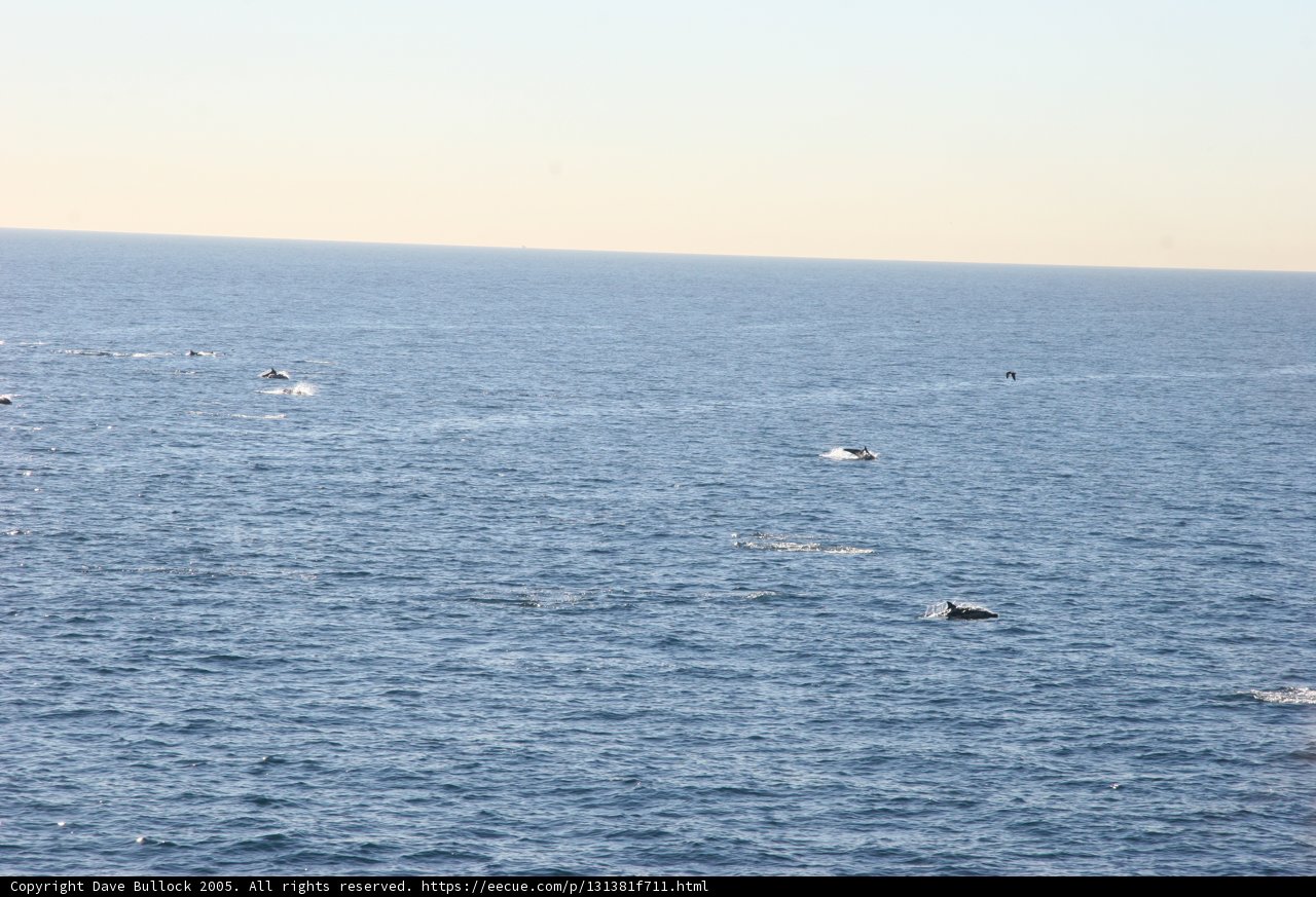 Majestic Whales in their Natural Habitat